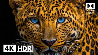 Incredible Wildlife in 4K HDR  Dolby Vision 60 FPS Animal Video [upl. by Ky]