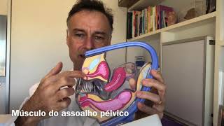 Exercício para períneo e músculos do assoalho pélvico [upl. by Rett]