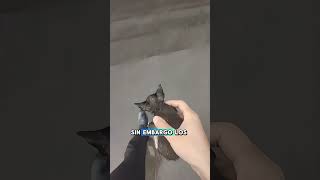 Este gatito se ha quedado sin su familia gatos cats catshorts [upl. by Suiramaj963]