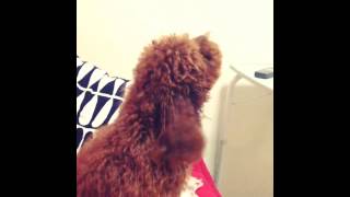 Toy poodle barking [upl. by Eadmund864]