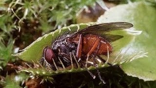 Carnivorous Plants Man Eating Tree [upl. by Ecirtnas]