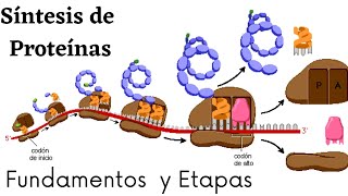 ¿ Que es la SÍNTESIS DE PROTEÍNAS  Transcripción y Traducción  Biologia [upl. by Ajup]