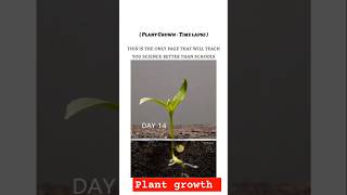 Plant growth time lapse from germination to Adult plant viralshorts viral science shorts bmw [upl. by Kathryne]