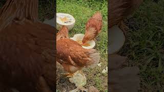 Celia y Cleo aprendiendo a picotear 😅🐔🐔 gallinas gallinasponedoras [upl. by Treharne]