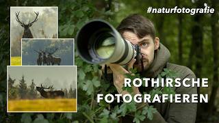 ROTHIRSCHE fotografieren  Abenteuer Naturfotografie [upl. by Bohi436]