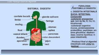 Lecția 24 Fiziologia sistemului digestiv II [upl. by Tnarb]