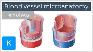 Microanatomy of arteries and veins preview  Human Anatomy  Kenhub [upl. by Airbmak]