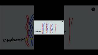 Crossing over in meiosis one Synapsis bivalent tetrad and chiasmata formation [upl. by Gilliette]