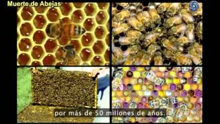 La Muerte de las Abejas explicada con detalles [upl. by Ahsirtap947]