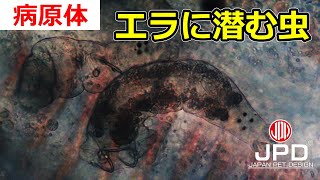 【病原体動画】ダクチロギルス [upl. by Adnaram]