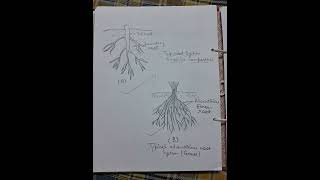 To study the morphology of tap root and adventitious root [upl. by Itsuj975]