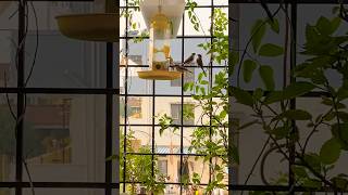 Cute little fellows in my balcony garden birdwatching music gardening birdfeeder trendingsong [upl. by Repohtsirhc]