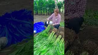 Ornamental palm tree root wrapping process [upl. by Eniron]