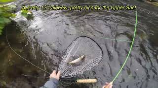 Fly Fishing the Upper Sacramento River CA  110223 [upl. by Yeliab]