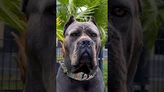 Cane Corso Characteristics and Features of the Ideal Guard Dog [upl. by Lexine]