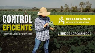 Control eficiente de Palomilla Dorso de Diamante LIBRE DE AGROQUíMICOS  Caso de éxito  Gto Mx [upl. by Hcaz]