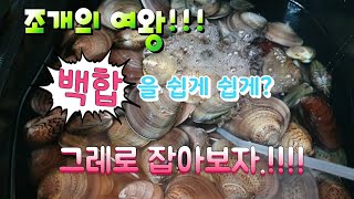 조개의 여왕 백합을 쉽게 쉽게 그레로 잡아보자 Meretrix lusoria Asian hard clam common orient clam [upl. by Rothenberg]