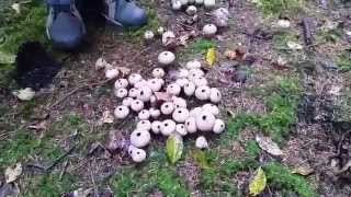 Stepping on Puffball Mushrooms  Natures Little Smoke Bombs  1080HD [upl. by Renata716]