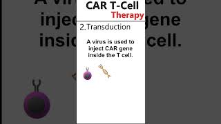 CAR T Cell Therapy Cancer immunotherapy animation [upl. by Dixie]