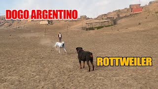 Dogo Argentino VS Rottweiler [upl. by Souvaine942]