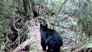 Meidase P60 Trail Camera  The cub I call Roman leads the way [upl. by Gebhardt]