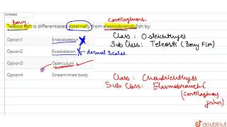 Teleost fish is differentiated externally from elasmobranch fish by [upl. by Nairot]