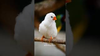 Snow White youtubeshorts shorts birds finches aviary birdslover nature birdsounds parrot [upl. by Almire]