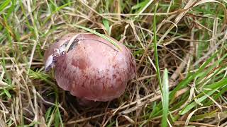 Cortinarius Purpurascens 🍴22092024 La Tremelière [upl. by Eidda]