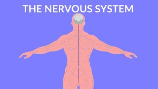 The Nervous System  Video for Kids [upl. by Ameen]