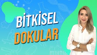 BİTKİSEL DOKULAR  Seda Hoca Biyoloji 🧬 [upl. by Anitram]