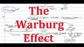 7 The Warburg Effect  Glucose metabolism in cancer  Explained simply [upl. by Onez]