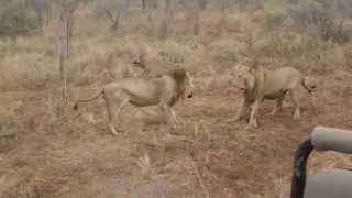 MalaMala lion fight by Jerry Kagele [upl. by Eerrehc]