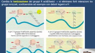 La denaturazione delle proteine HD [upl. by Eselrahc]