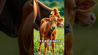 cow cowvideos cows cowes [upl. by Bohi900]