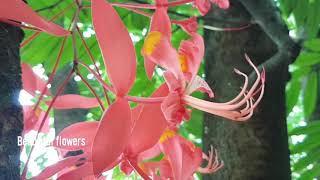 Amherstia nobilis Wall The Pride of Burma The Queen of Flowering Trees [upl. by Divadnhoj]