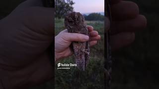 Обзор совка СПЛЮШКА 🦉🦉🦉 Scops owl [upl. by Janiuszck]