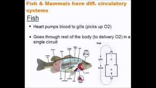 The Circulatory System  Quick A Level Biology Revision [upl. by Anirahc]