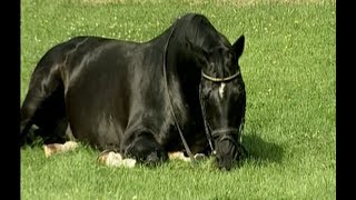 Kostolany  Famous trakehner stallion Totilas Blue Hors Matine [upl. by Lissak829]