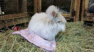 Fluffernutter Peanutbutter English Angora Rabbit [upl. by Wilmott60]