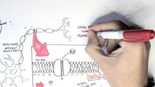 Pharmacology  Local Anaesthetic [upl. by Eseila311]