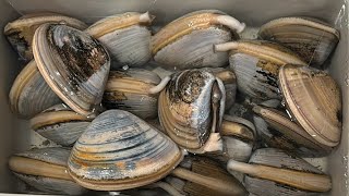 Opening amp Shucking Pismo Clams LIVE [upl. by Kurtz]