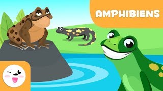 Les amphibiens pour enfants  Les animaux vertébrés  Sciences naturelles pour enfants [upl. by Web225]