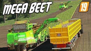 MEGA BEETMAKING A SUCCESSFUL FARM  FS19  Lone Oak Farm [upl. by Hsima891]