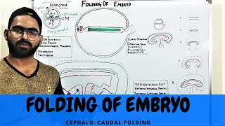 HEAD AND TAIL FOLDING OF EMBRYO  CEPHALOCAUDAL FOLDING  DEVELOPMENT OF GIT 1 [upl. by Marcin351]