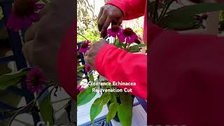 Giving a clearance echinacea a rejuvenation pruning [upl. by Yelsek39]