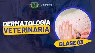 DERMATOLOGÍA VETERINARIA  CLASE 03 [upl. by Olive]