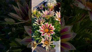 Gazania rigens gazania flowers flower flowerbed [upl. by Tamanaha887]