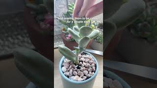 Propagate Cotyledon Orbiculata Succulent 🌱 succulentsbox succulents cactus propagation shorts [upl. by Onafets894]