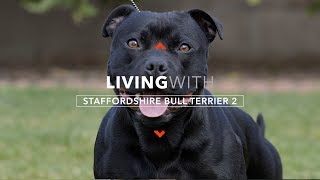 LIVING WITH STAFFORDSHIRE BULL TERRIERS 2 PROTECTION WORK [upl. by Carmela244]