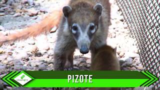 Pizote Coatí [upl. by Noseaj]